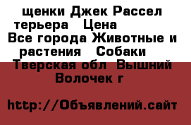 щенки Джек Рассел терьера › Цена ­ 27 000 - Все города Животные и растения » Собаки   . Тверская обл.,Вышний Волочек г.